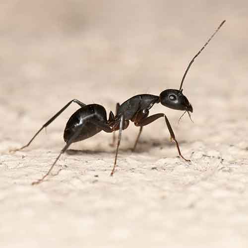 Ant on a white background