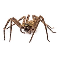 Brown Recluse