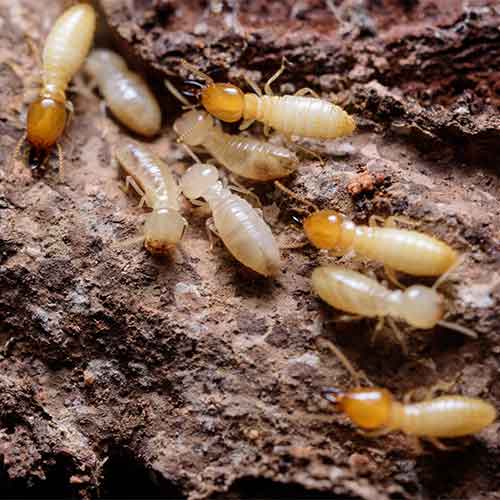 Close Up of Termites