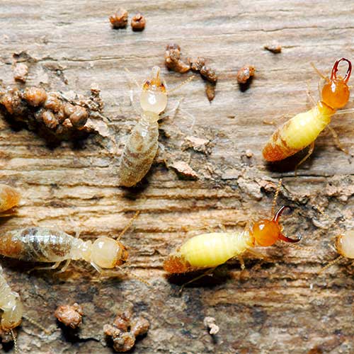 Close up of worker and Soldier termites