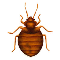 Common Bed Bug