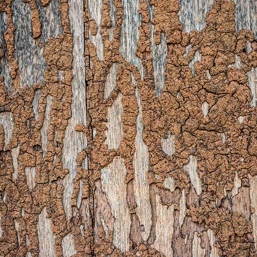 Damaged Wood Wall by Termites