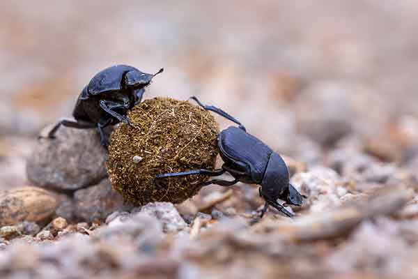 Two Beetles