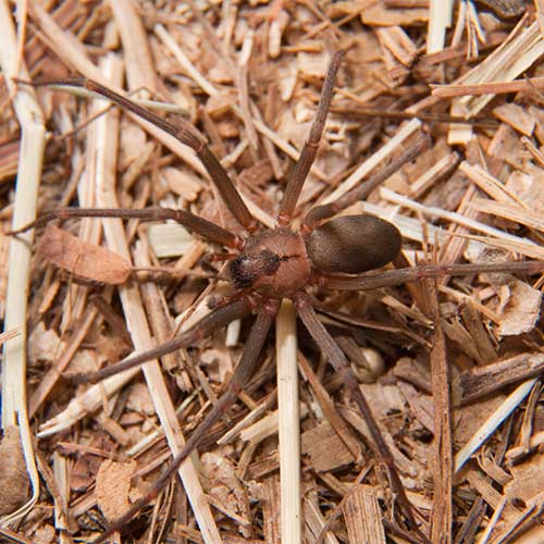 Close up of a Brown Recluse