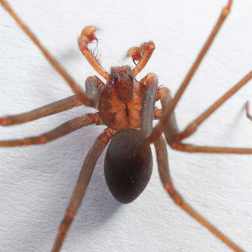 Male Brown Recluse