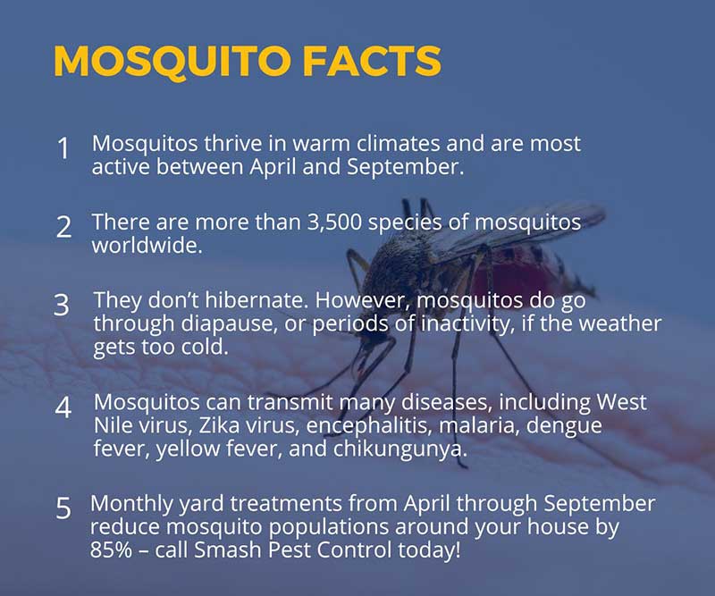 Smash Pests - Mosquito Facts