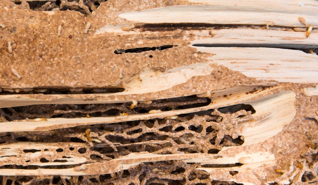 What Are Signs I Might Have Termites in My Home?