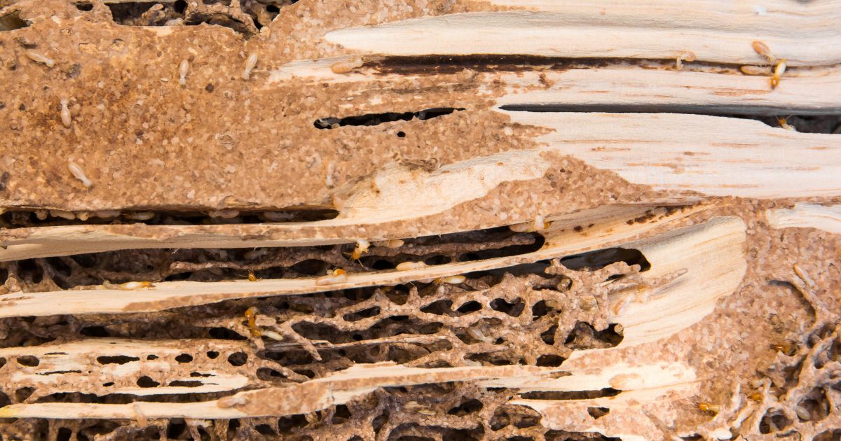 What Are Signs I Might Have Termites in My Home? White House TN