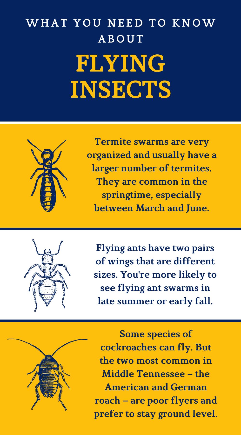 original infographic on different types of flying insects