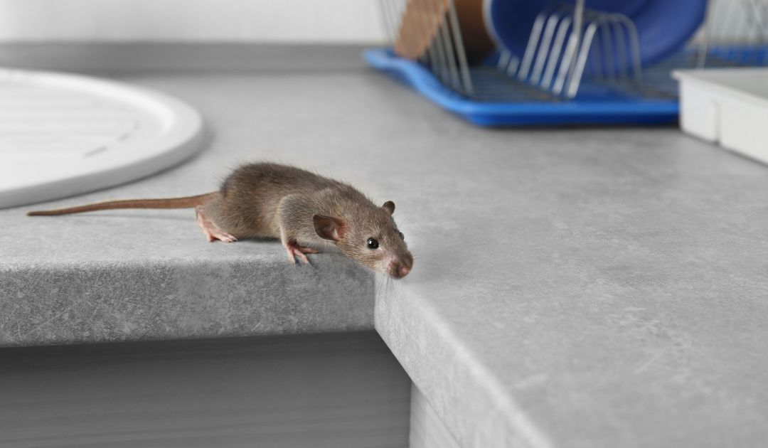 How to Prevent Mice from Invading Your Home This Fall