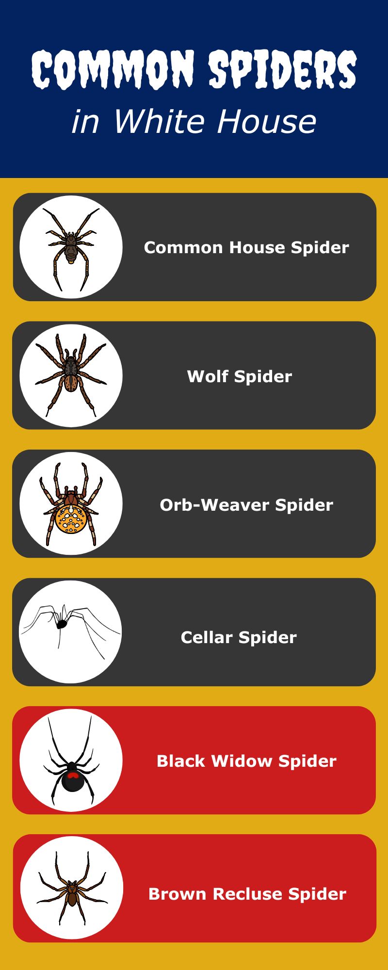 Original infographic listing the most common spiders found in White House, TN