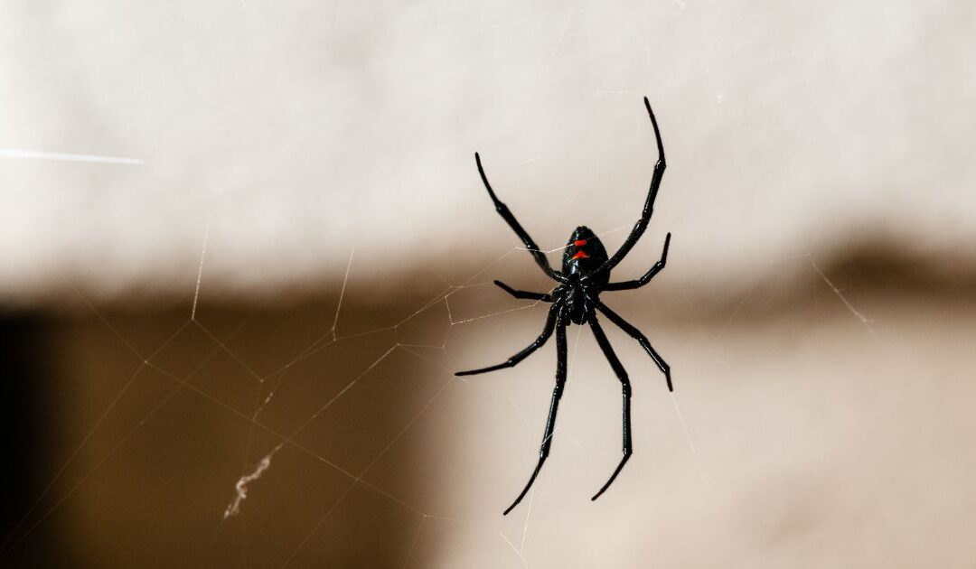 stock image of Black Widow spider suspended in web with back to camera; web is in front of beige colored building blurry in the background