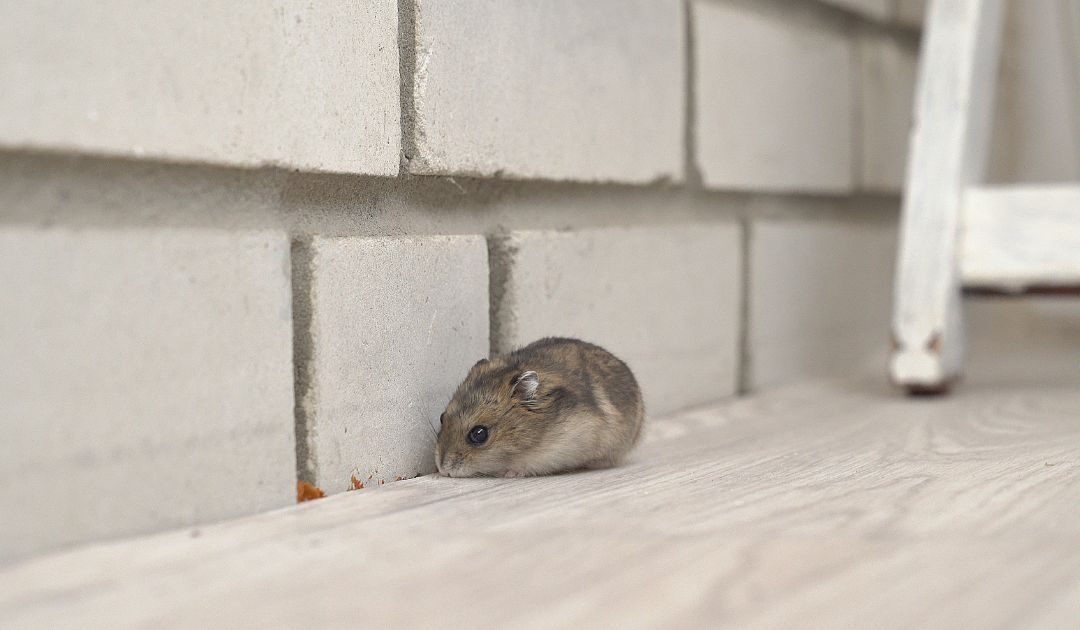 Why Mice in Your White House Home Are More Dangerous Than You Think